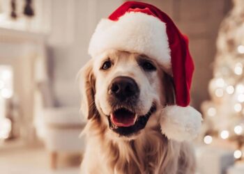 Cómo cuidar a las mascotas de la pirotecnia en Navidad