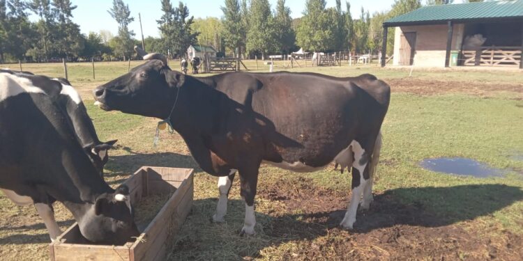 La Granja Municipal le donó una vaca a la escuela de Glew que sufrió el robo de “Lola”
