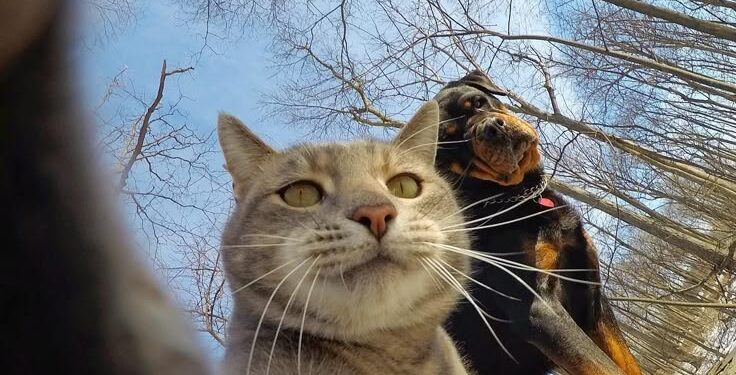 ¿Le sacás mil fotos a tu mascota? Brown lanzó un concurso fotográfico