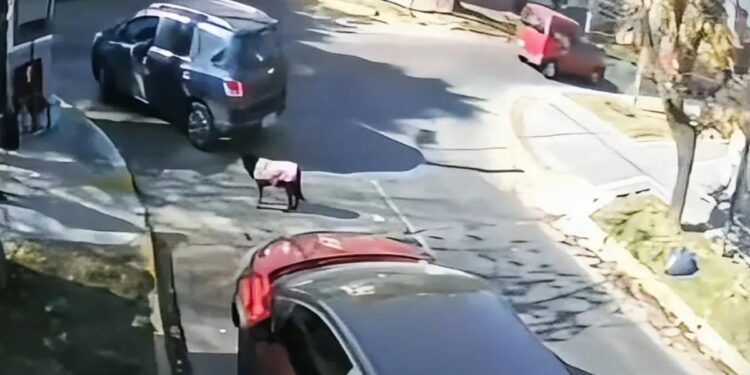 Tristeza en Banfield: atropelló a una perra y la mató