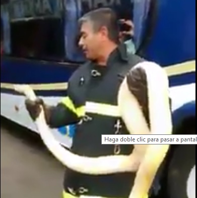 Tandil: encontraron una pitón en un micro