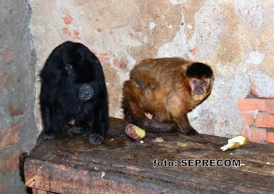 Adrogué: rescatan a dos monos en peligro de extinción