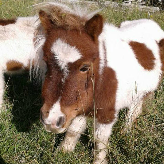 Insólito: robaron una yegua petisa en Burzaco