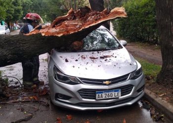 Árboles caídos, techos volados y miles de vecinos sin luz, el saldo del temporal en Brown