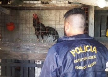 Trasladan a Varela a 21 gallos de riña rescatados de una casa de Flores