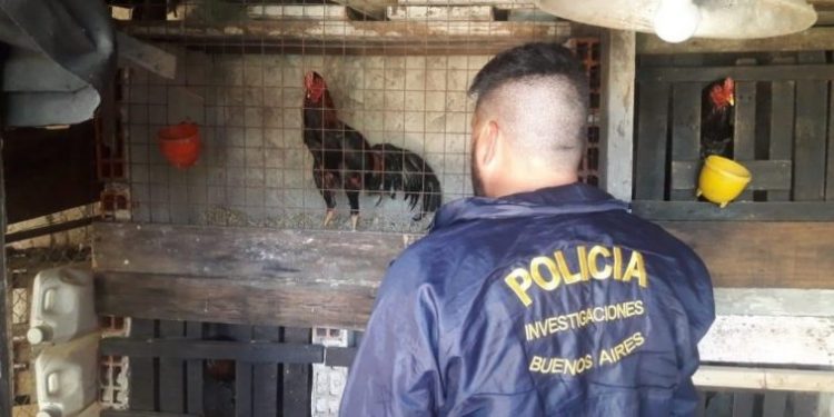 Trasladan a Varela a 21 gallos de riña rescatados de una casa de Flores