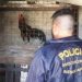Trasladan a Varela a 21 gallos de riña rescatados de una casa de Flores