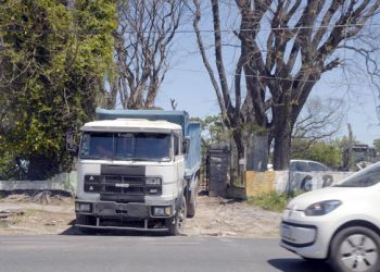 Quilmes: juntan firmas para evitar la tala de árboles de más 160 años de edad