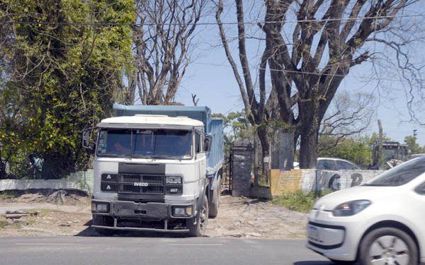 Quilmes: juntan firmas para evitar la tala de árboles de más 160 años de edad