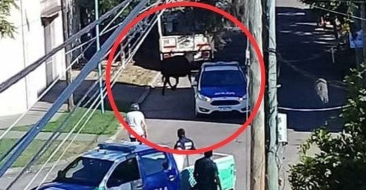 Un toro suelto causó pánico entre vecinos de Quilmes