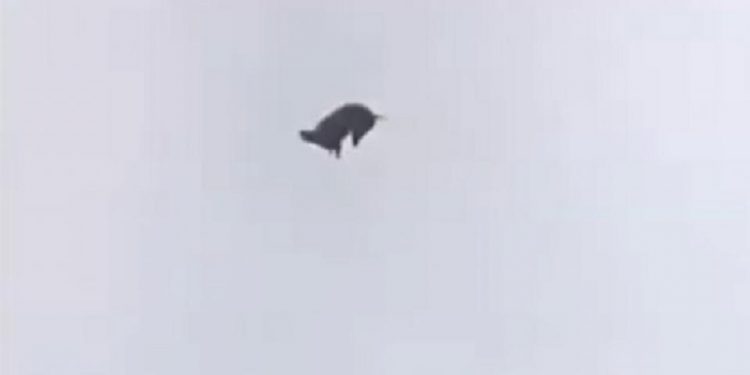 Indignante: un empresario tiró un cerdo a la pileta desde un helicóptero
