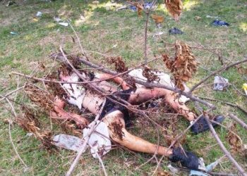 Temperley: mataron a golpes a un joven y quisieron prender fuego el cuerpo