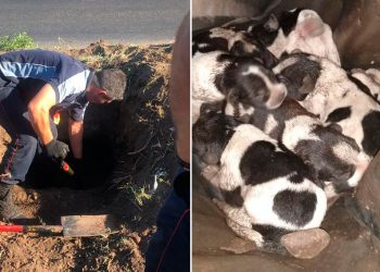 Los Bomberos rescataron cachorritos recién nacidos de una alcantarilla en Burzaco