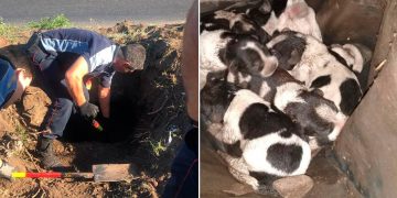 Los Bomberos rescataron cachorritos recién nacidos de una alcantarilla en Burzaco
