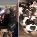 Los Bomberos rescataron cachorritos recién nacidos de una alcantarilla en Burzaco