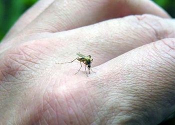 Murió por dengue una vecina de Temperley que se contagió en Paraguay