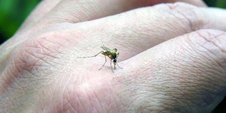 Murió por dengue una vecina de Temperley que se contagió en Paraguay