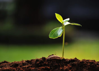 Día de la tierra: el respiro de nuestro planeta durante la cuarentena