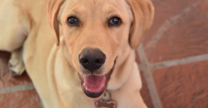 Día del animal: consejos para cuidarlos en tiempos de coronavirus