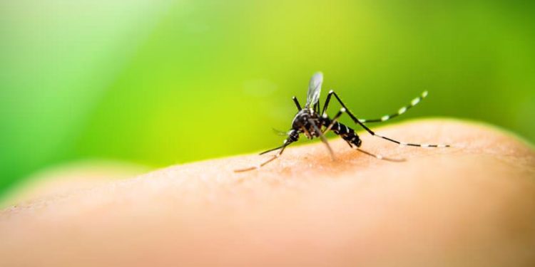 Brote de dengue en Capital: hay más de 3700 casos