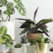 Plantas y cuarentena, renová tus macetas interiores con estos consejos