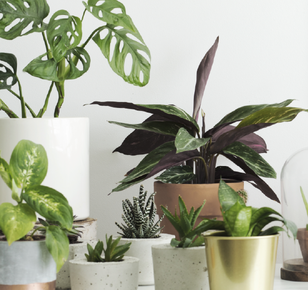 plantas-interior - Brown Online