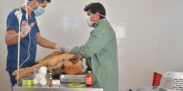 Esta semana habrá castración gratuita en Solano