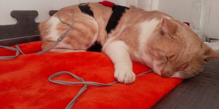 Lanús: hace chocolates para pagar el tratamiento de su gato