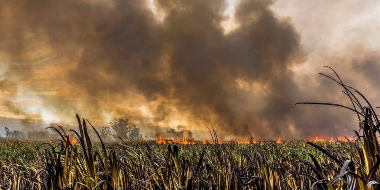 Berazategui suma un foco activo a los incendios forestales en el país