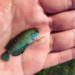 Increíble hallazgo en la Reserva de Longchamps: peces que resisten a la sequía