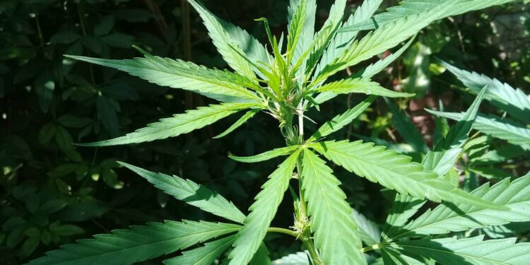 El Gobierno provincial presentó un proyecto para regular el cannabis medicinal