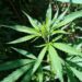 El Gobierno provincial presentó un proyecto para regular el cannabis medicinal