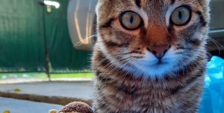 Es de Claypole y busca donaciones para poder operar a su gato de una grave enfermedad