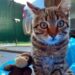 Es de Claypole y busca donaciones para poder operar a su gato de una grave enfermedad