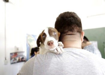 Zoonosis Brown extiende su exitosa campaña de castración móvil