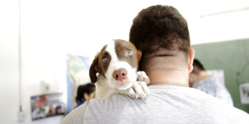 Zoonosis Brown extiende su exitosa campaña de castración móvil