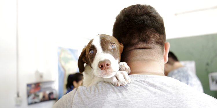 Zoonosis Brown extiende su exitosa campaña de castración móvil