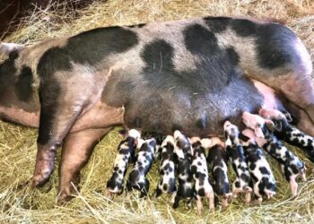 Emocionante: la chancha de la Granja Municipal de Ministro Rivadavia tuvo cría