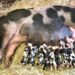 Emocionante: la chancha de la Granja Municipal de Ministro Rivadavia tuvo cría