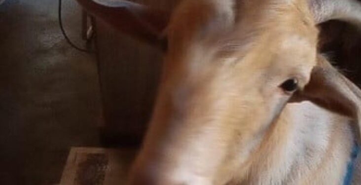 Monte Grande: tenían de mascota a un chivito y se lo robaron