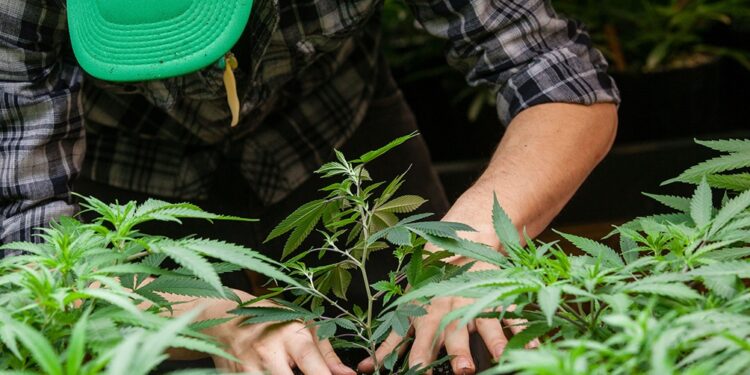 La Universidad de Quilmes abrió un posgrado en Cannabis, Regulación y Política de Drogas