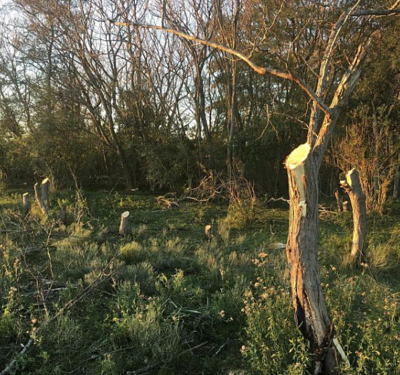 Longchamps: denuncian tala de árboles nativos en la Reserva Las Flores