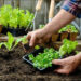 Brown: Curso de Huerta con modalidad virtual