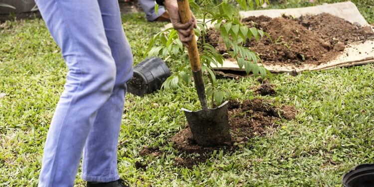 En el mes del ambiente, el municipio plantó especies nativas en el Parque Industrial