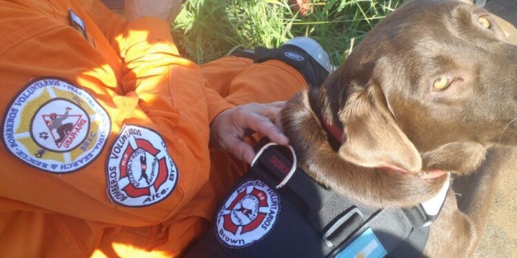Nina y Eléktrica, las perras de los Bomberos de Brown que ayudaron a rescatar a cuatro heridos de los escombros