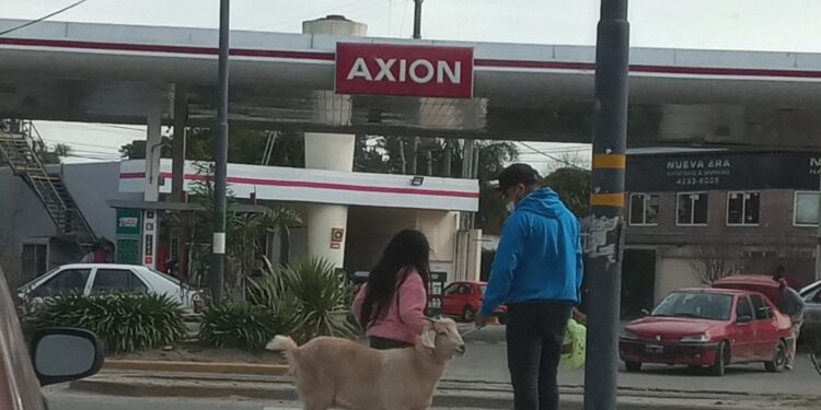 Un cabrito paseaba por Longchamps y se hizo viral en redes sociales