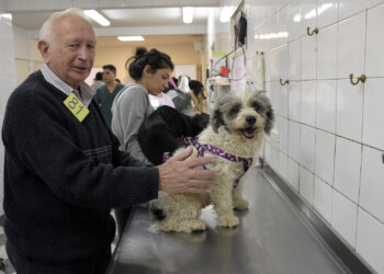 Récord para zoonosis Brown: en lo que va del año concretó 22 mil castraciones