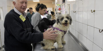 Récord para zoonosis Brown: en lo que va del año concretó 22 mil castraciones