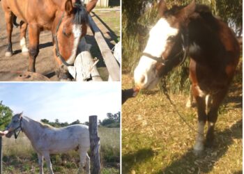 Presidente Perón: robaron tres caballos entrenados para tratar chicos discapacitados