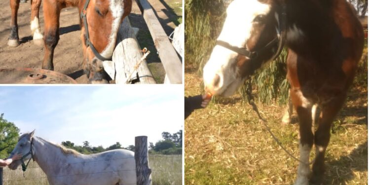 Presidente Perón: robaron tres caballos entrenados para tratar chicos discapacitados